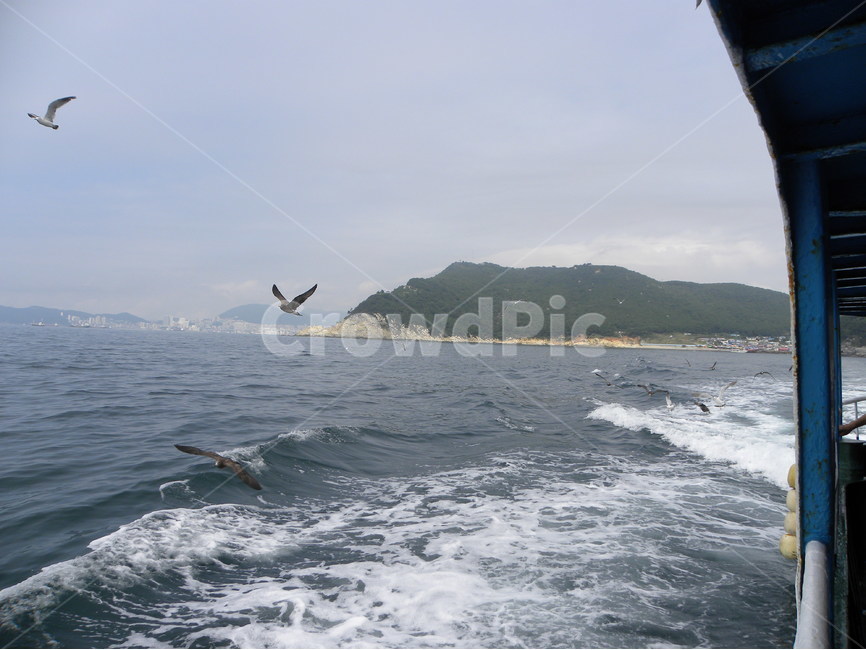 갈매기,바다,섬,바다풍경,유람선,seagull,sea,island,cruiseship,seapictures,자연,풍경,nature,landscape,동물,animal,조류,새,birds,bird,outdoors,옥외,water,물,ocean,대양