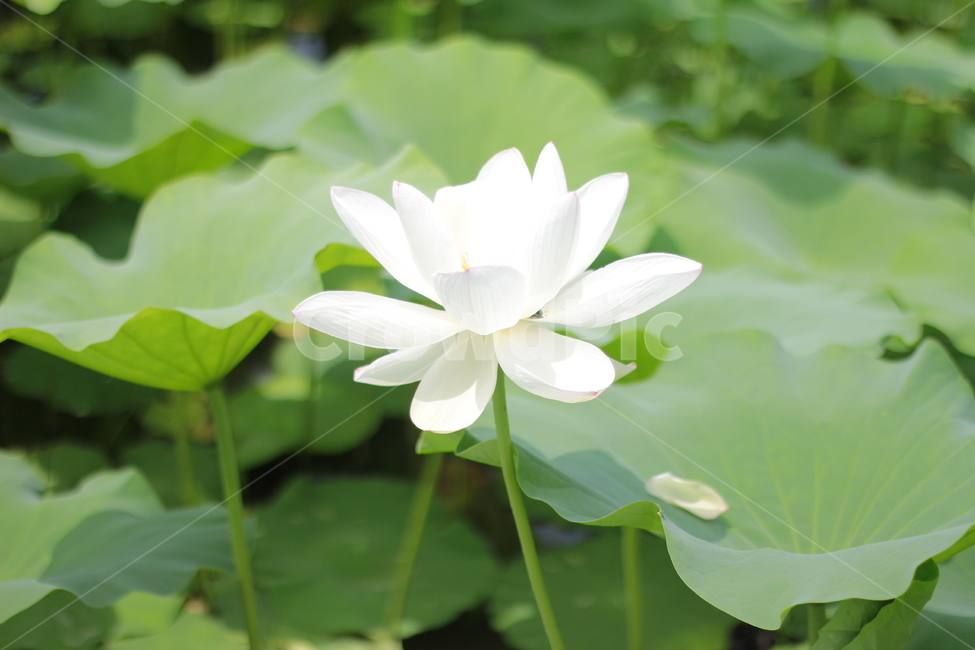 plant,식물,blossom,꽃,flower,lotus,연꽃,nature,자연,백련,식물,자연,plants,nature
