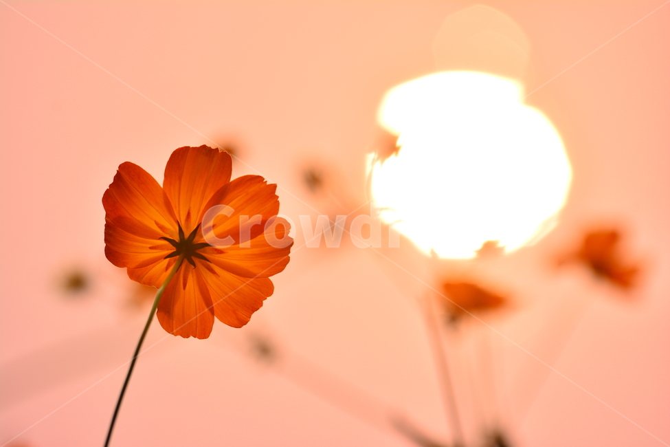 노랑코스모스,코스모스,노을,석양,감성,분위기,느낌,feeling,emotion,sensible,sunset,해질무렵,반사,태양,해,가을분위기,살구색,오렌지색,flowers,꽃,가을꽃,한송이,보케,빛망울,가을,계절,fall,autumn,season,식물,자연,plants,nature,꽃,flower,감성,sensible,feeling