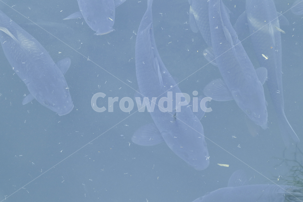 붕어,잉어,어류,생선,물고기,동물,animal,어류,물고기,fish