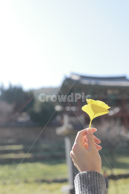 은행,은행잎,노란,나뭇잎,가을,하늘,은행나무