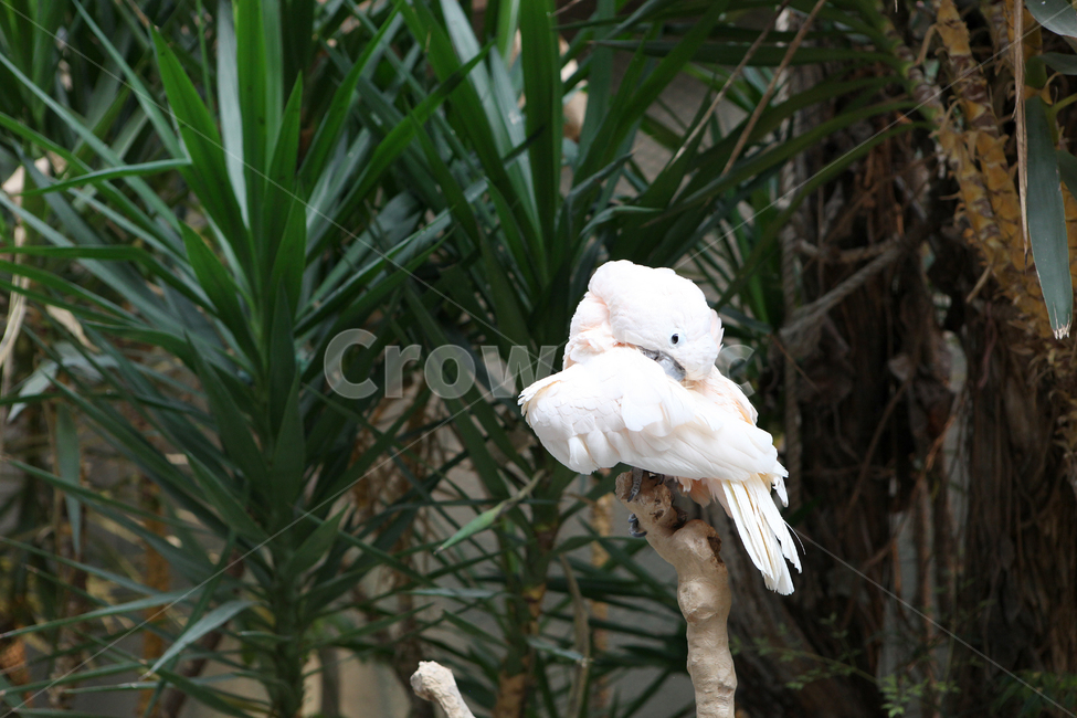 앵무새,구관조,새,동물원,zoo,흰새,bird,동물,animal,동물,animal,조류,새,birds