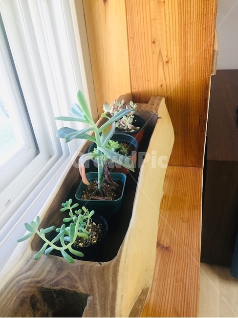 tabletop,테이블탑,furniture,가구,나무,wood,식물,반려식물,힐링,실내용화초,화분,화초,house plant
