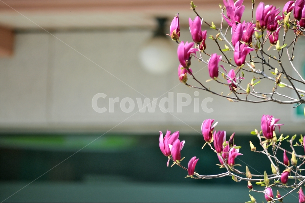 목력,자목련,나무연꽃,Magnolialiliiflora,봄꽃,紫木蓮,은혜,존경,신치,방목,목필,보춘화,봄,계절,spring,season,식물,자연,plants,nature,꽃,flower,plant