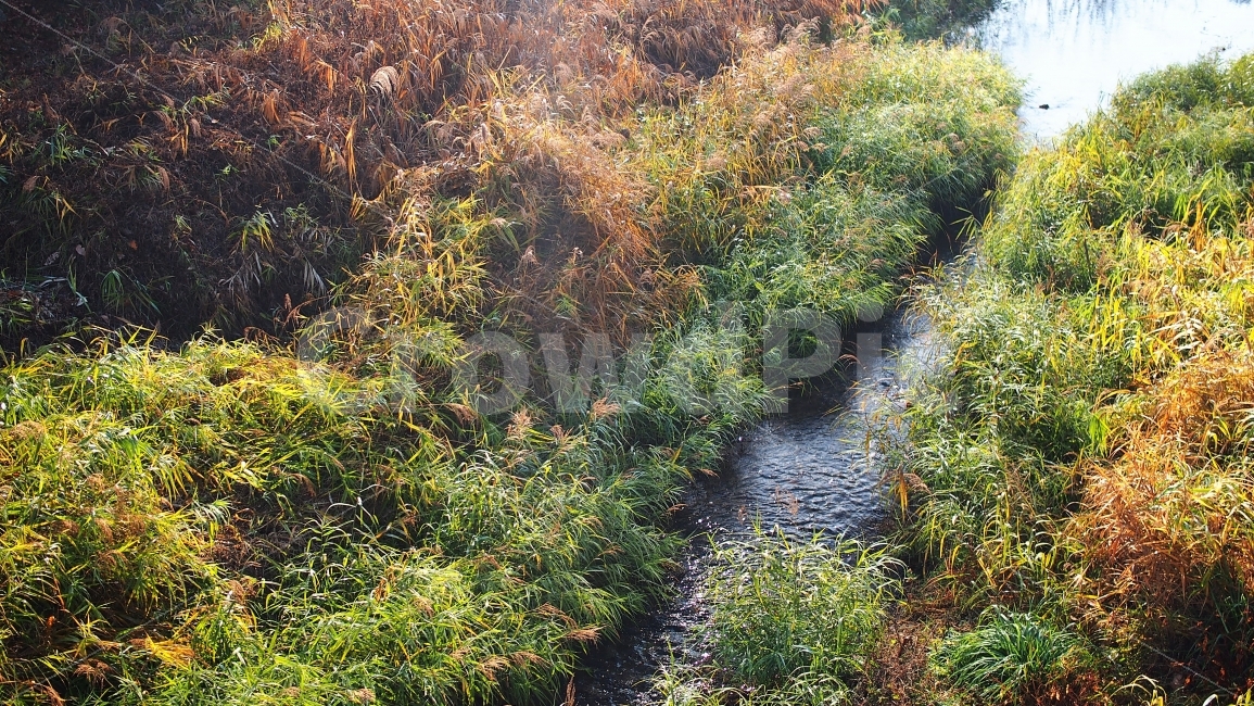 아침,새벽,시냇물,강,이슬,숲,자연,배경,풀,식물,자연,풍경,nature,landscape