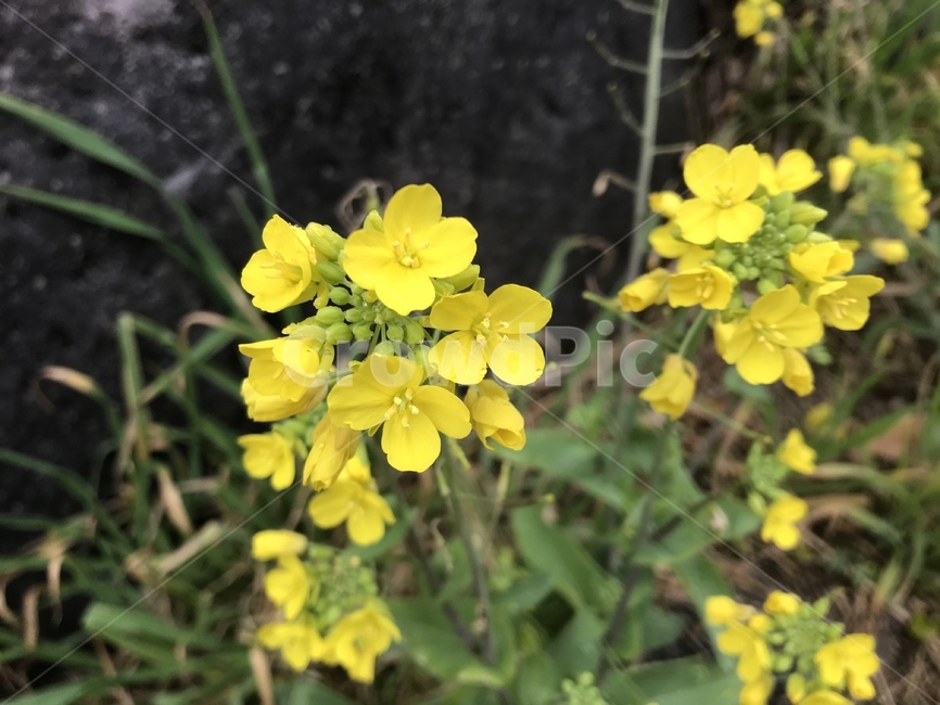 유채꽃,제주도유채꽃,노랑꽃,flower,꽃