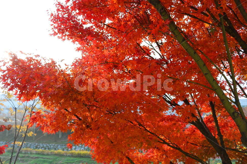 나무,단풍,단풍나무,식물,가을,자연,가을,계절,fall,autumn,season,식물,자연,plants,nature,나무,trees,wood,leaf,잎,plant,tree,maple