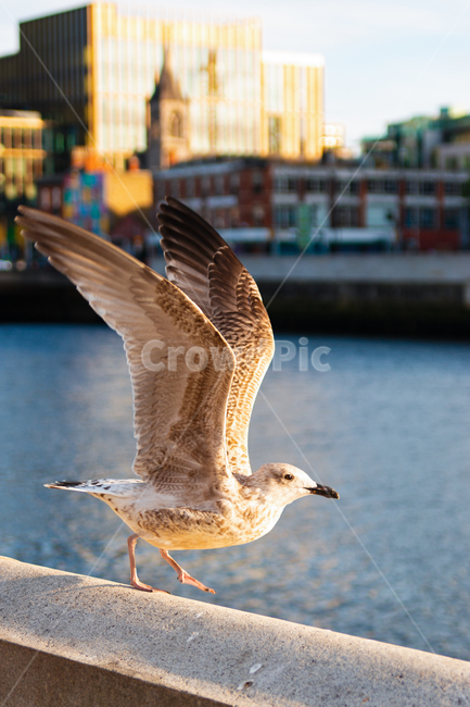 animal,동물,bird,새,갈매기,seagull,비상,날개,wing,fly,동물,animal,조류,새,birds