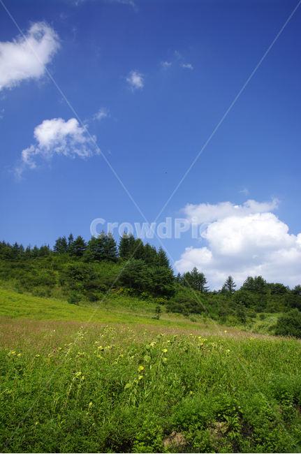 하늘,구름,풍경,자연,식물,나무,tree,nature,들,목초지,자연,풍경,nature,landscape