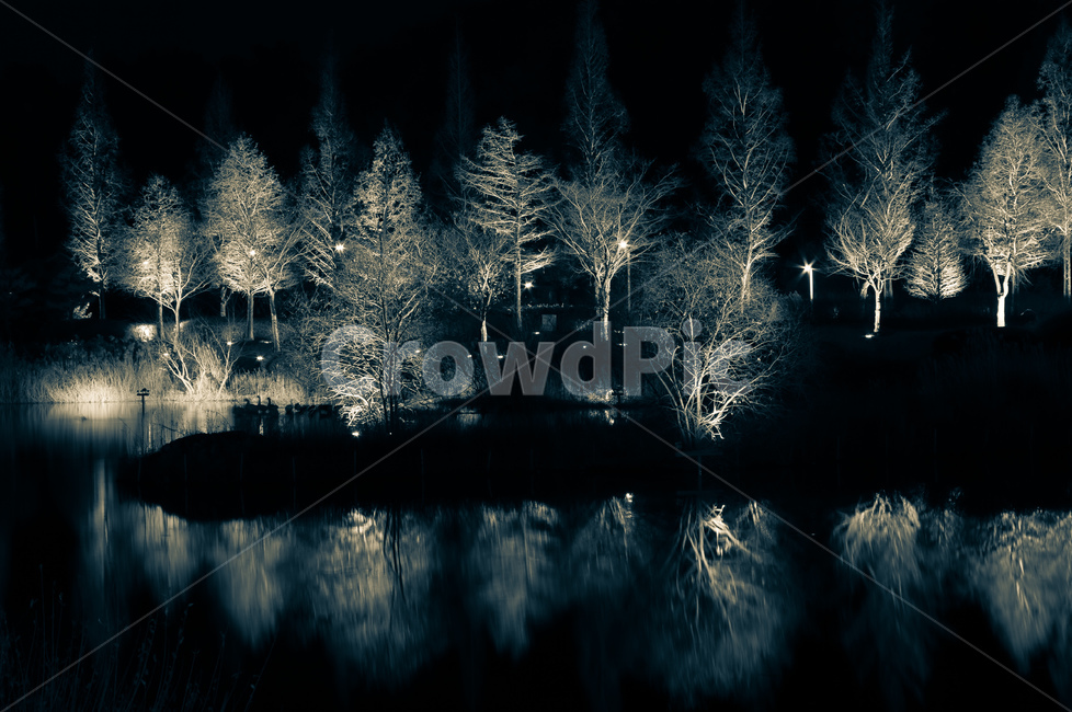 nature,자연,outdoors,옥외,조명,나무,빛,야경,식물,자연,plants,nature,나무,trees,wood