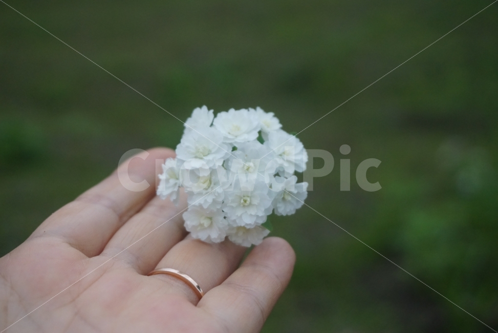 꽃,flower,이쁜사진,느낌사진,감성사진,꽃사진,고독,외로움,순수,순백,흰꽃,하얀꽃,식물,자연,plants,nature,꽃,flower,사람,인물,인간,human,person,연출,컨셉,콘셉,direction,concept