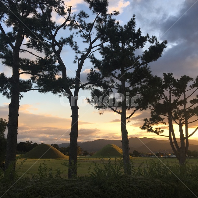 outdoors,옥외,tree,나무,plant,grassland,식물,목초지,field,들,경주,왕릉,소나무,유적지,풍경,nature,자연,무덤,신라,노을,해질녘
