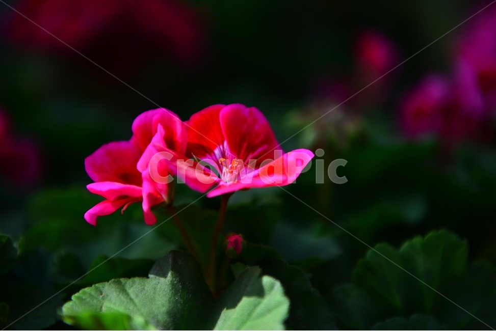 blossom,plant,식물,flower,꽃,봄꽃,공원,빨간꽃,꽃봉우리,geranium,제라늄,식물,자연,plants,nature,꽃,flower