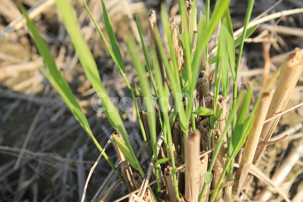 논,ricefield,ricepaddy,새순,newlife,벼,가을논,plant,식물,가을,계절,fall,autumn,season,농업,농사,agriculture,farming,farming industry,grass,잔디