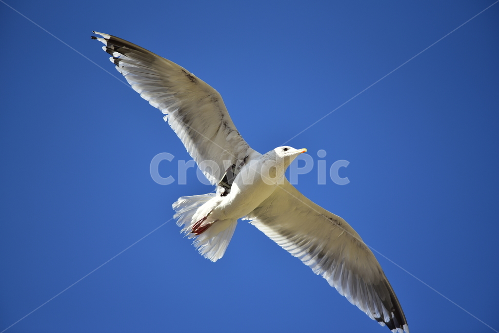 갈매기,하늘,새,조류,푸른하늘,seagull,날개,자유,버드,bird,sky,스카이