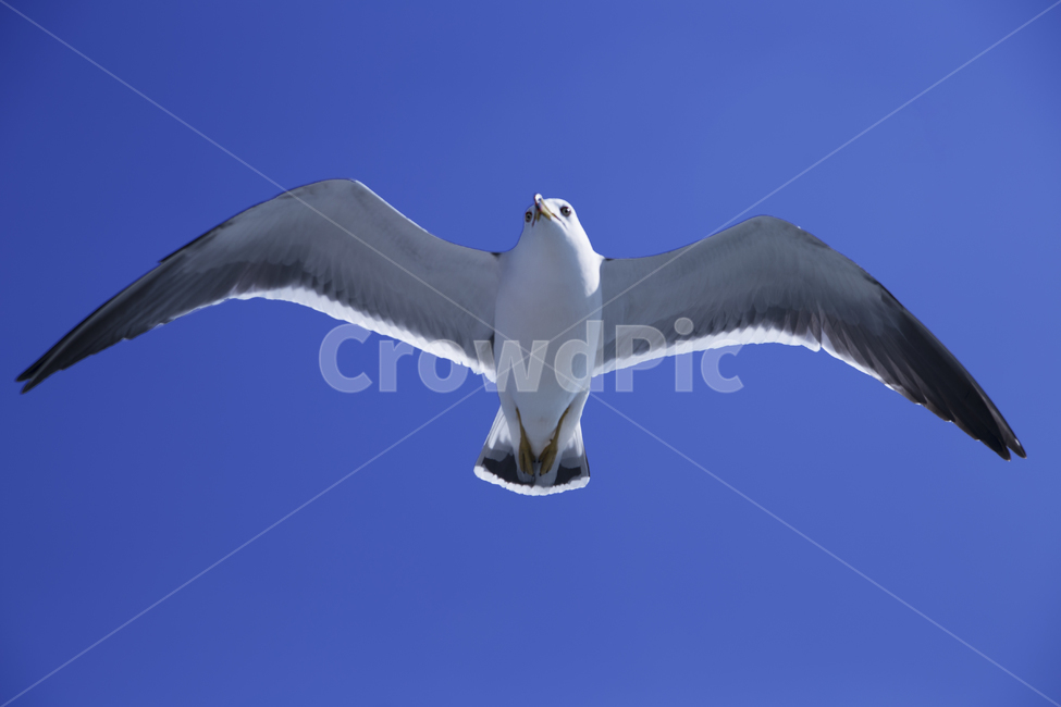 감성사진,갈매기,파란하늘,맑은,동물,바닷가,스냅,선명함,새우깡,하늘,동물,animal,조류,새,birds