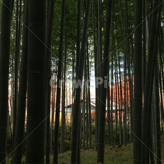 대나무,힐링,자연,숲,풍경,아라시야마,일본,교토,그림자,역광,가려짐