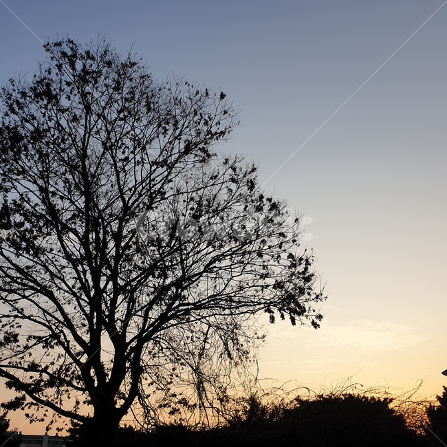 tree,plant,나무,식물,silhouette,실루엣,감성,노을,sun,가을,낙옆,nature