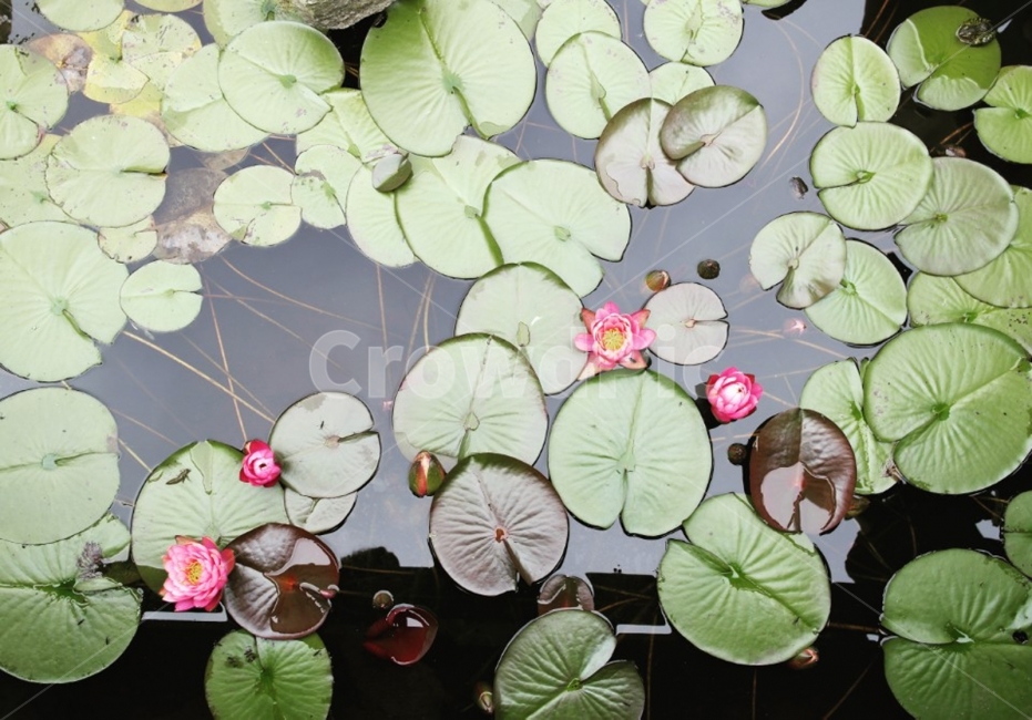 연꽃,숨은개구리찾기,연못,개구리,제주도,식물,자연,plants,nature,꽃,flower