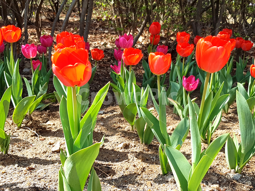 튤립,봄,꽃,식물,자연,예쁜꽃,꽃배경,tulip,빨간꽃,식물,자연,plants,nature,꽃,flower