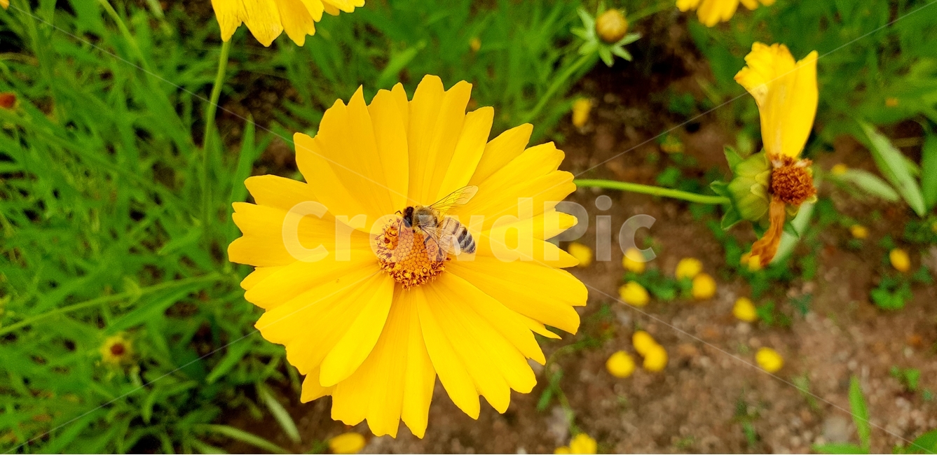 꽃,금계화,꽃과벌,개화,식물,식물,자연,plants,nature,꽃,flower,동물,animal,곤충,벌레,insect,bug