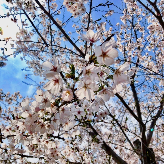 벚꽃,힐링,봄,flower,계절