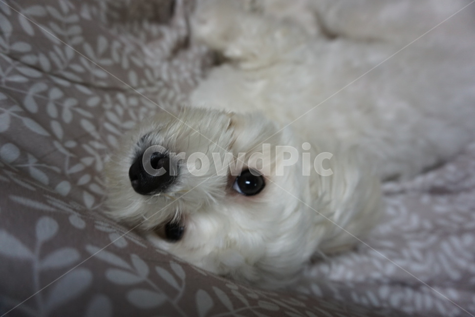 강아지,말티즈,개,애완견,반려견,동물,animal,포유류,mammal,개,강아지,dog,doggy