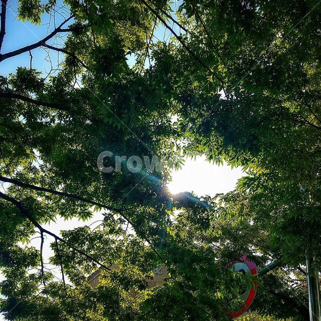 플레어,light,빛,flare,tree,나무