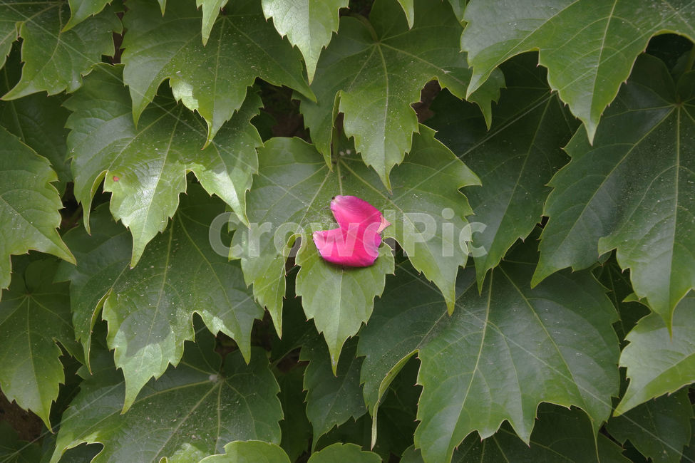 자연,장미,로즈,색감,초록,빨강,빨간색,초록색,green,red,rose