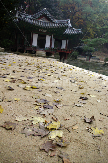 가을,fall,나무,식물,plant,단풍,잎,낙엽,창덕궁후원,부용정,고궁,건축,전통건축,traditional,전통,가을,계절,fall,autumn,season,한국전통,한국문화,korean traditional,korean culture,랜드마크,landmark,tourist attraction,한국랜드마크,한국관광지,한국명소,korea landmark,korea tourist attraction,건축물,건물외관,exterior,building,structure,architecture,construction,flagstone,판석,건물