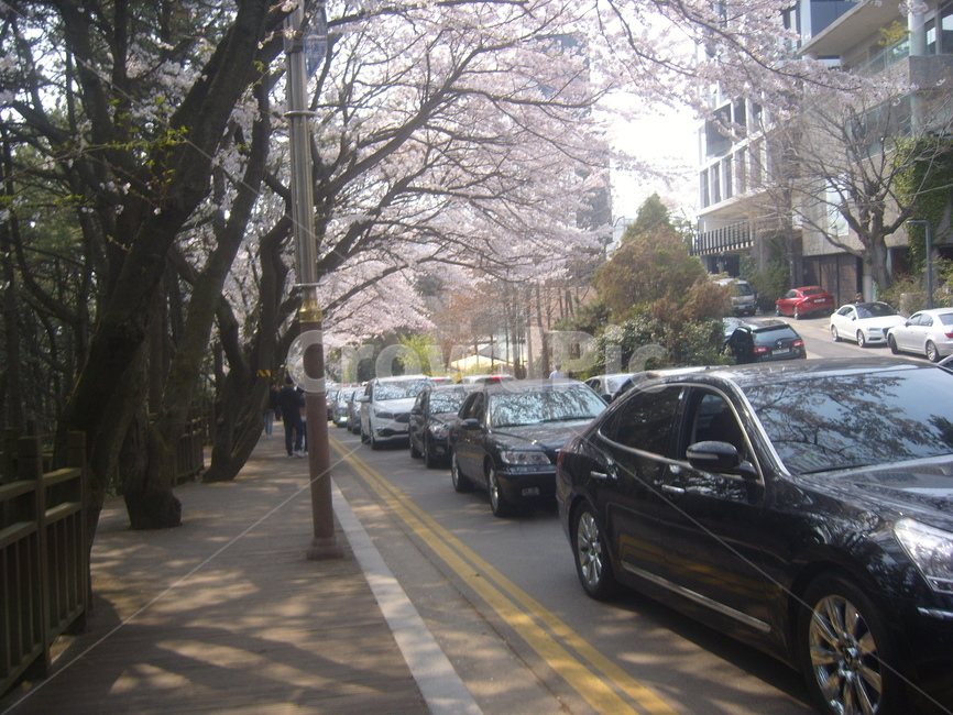 벚꽃,벚꽃눈송이,차동자,벚꽃나무,벚꽂놀이,봄,계절,spring,season,vehicle,차량,transportation,교통,car,차,automobile,자동차,wheel,바퀴,machine,기계,road,도로
