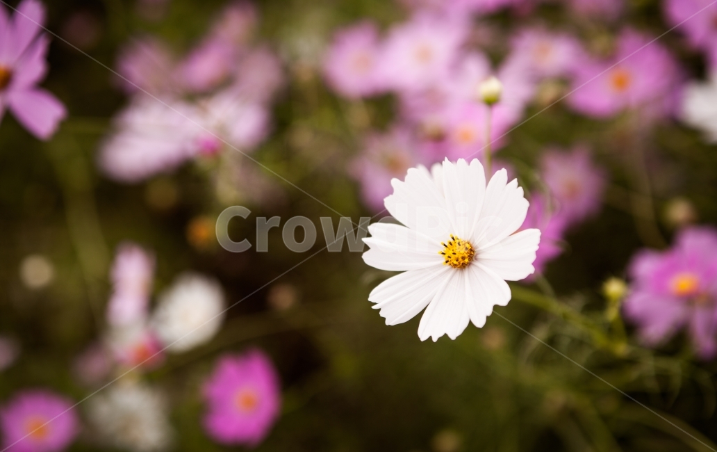꽃,코스모스,자연,풍경,가을,꽃사진,코스모스사진,자연사진,풍경사진,가을사진,flower,cosmos,nature,landscape,fall,autumn,가을,계절,fall,autumn,season,식물,자연,plants,nature,꽃,flower,plant