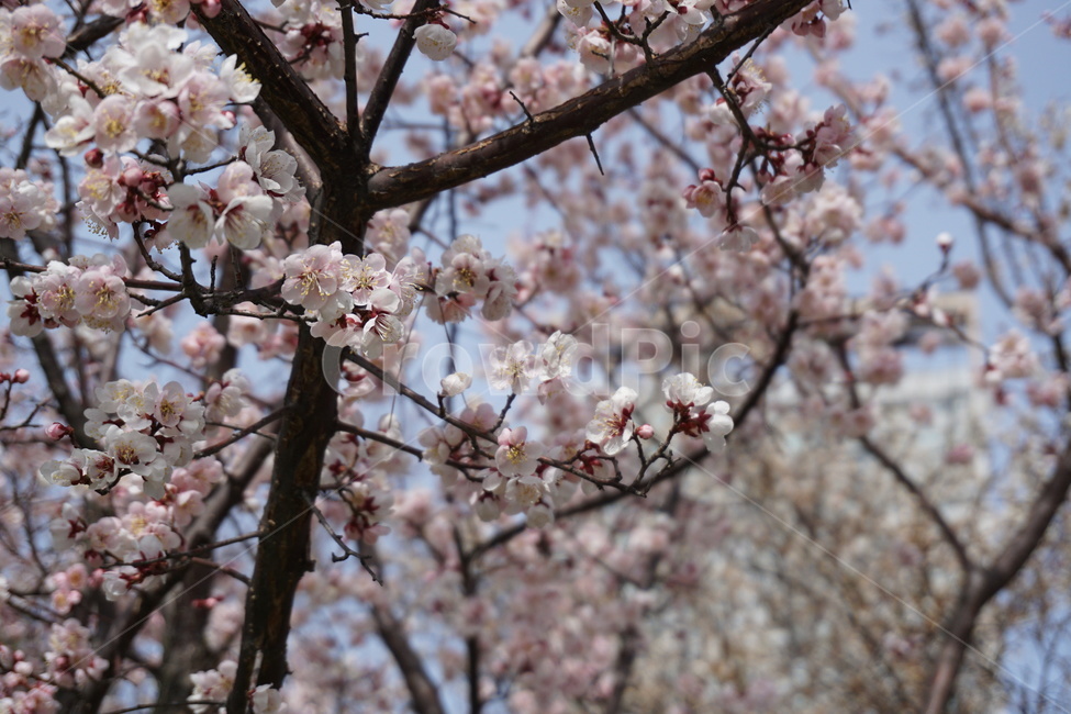 벚꽃,봄,꽃,나무,flowers
