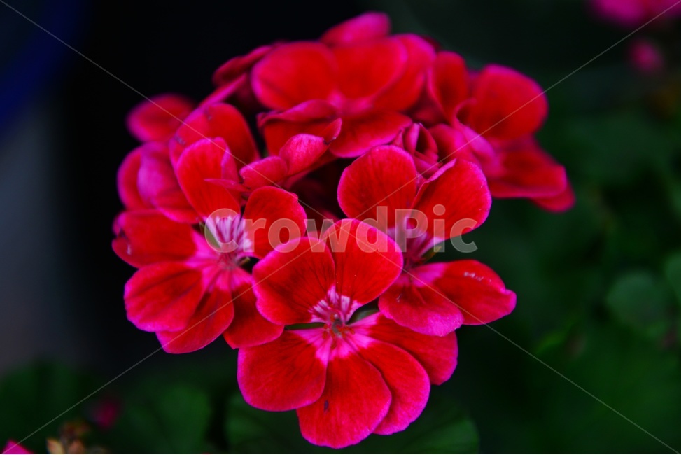 blossom,plant,식물,flower,꽃,geranium,제라늄,봄꽃,빨간꽃,식물,자연,plants,nature,꽃,flower