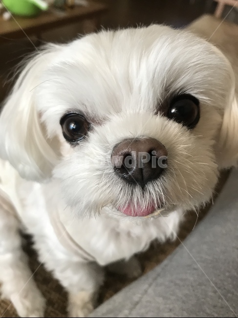 강아지,개,말티즈,애완견,애완동물,반려견,동물,동물,animal,포유류,mammal,개,강아지,dog,doggy