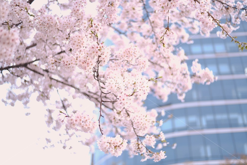 봄,벚꽃,꽃,따뜻함,벚나무,봄,계절,spring,season,식물,자연,plants,nature,꽃,flower,plant,blossom