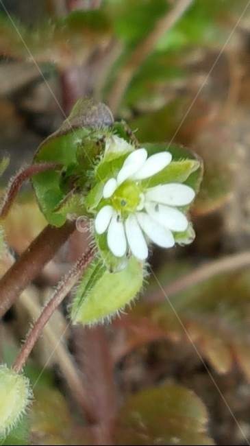 자연,꽃,식물,별꽃,풀꽃,봄,식물,자연,plants,nature,꽃,flower
