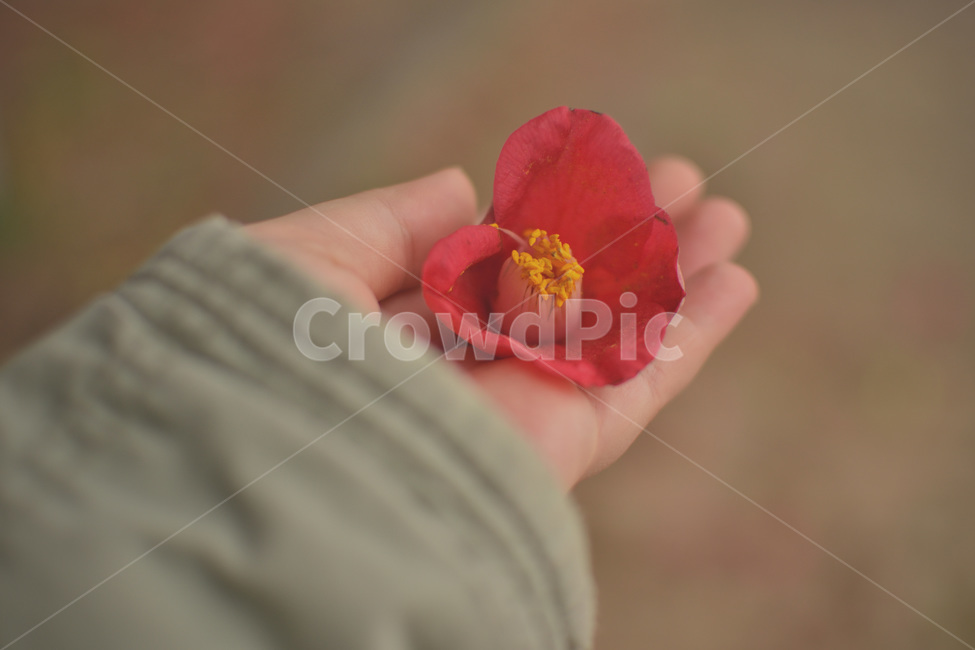 동백,동백꽃,꽃,손,camelliaflower,꽃,flower,사람,인물,인간,human,person,신체일부,몸,body,감성,sensible,feeling