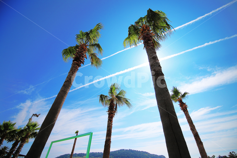 함덕해수욕장,야자수,제주도,하늘,구름,바다,풍경,감성,자연,풍경,nature,landscape,식물,plants,나무,trees,wood,summer,여름,palm tree,tree,plant