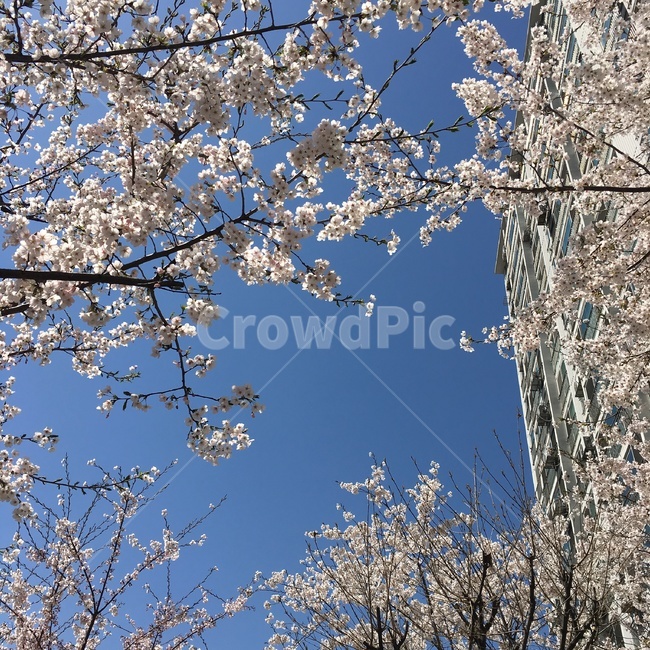 나무,벚꽃,자연,아파트,하늘,cherryblossoms,flower,sky,tree