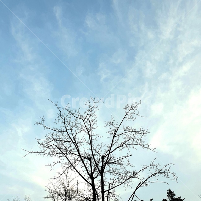 nature,자연,나무,나뭇가지,하늘