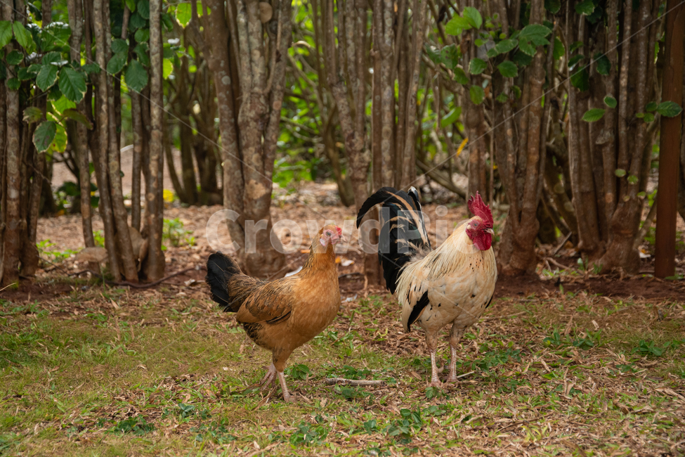 닭,동물,자연,수탉,암탉,치킨,야외,잔디,미국,풀,나무,chicken,wildlife,animal,outdoor,nature,green,tree,grass,cock,hen,yellow,brown,white,갈색,흰색,야생,배경,background,close,macro,closeup,매크로,동물,animal,조류,새,birds