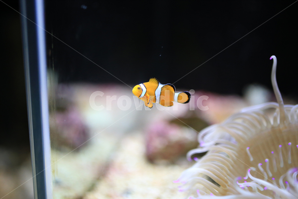 tail,fin,In the sea,Anemone Fish,clownfish,aquarium,crown fish,saltwater fish,ocean,Pisces,fish,coral reef,Nemo