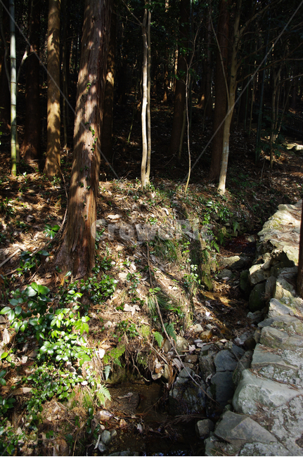나무,자연,식물,tree,plant,숲,nature