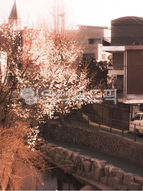 spring,warm,stream,cozy,flower