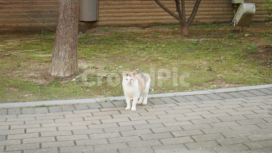 고양이,길고양이,길,거리고양이,야옹이,동물,animal,포유류,mammal,고양이,cat,kitten,kitty