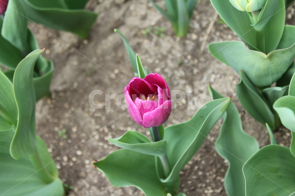 꽃,자연,식물,봄,봄꽃,아름다움,식물,자연,plants,nature,꽃,flower