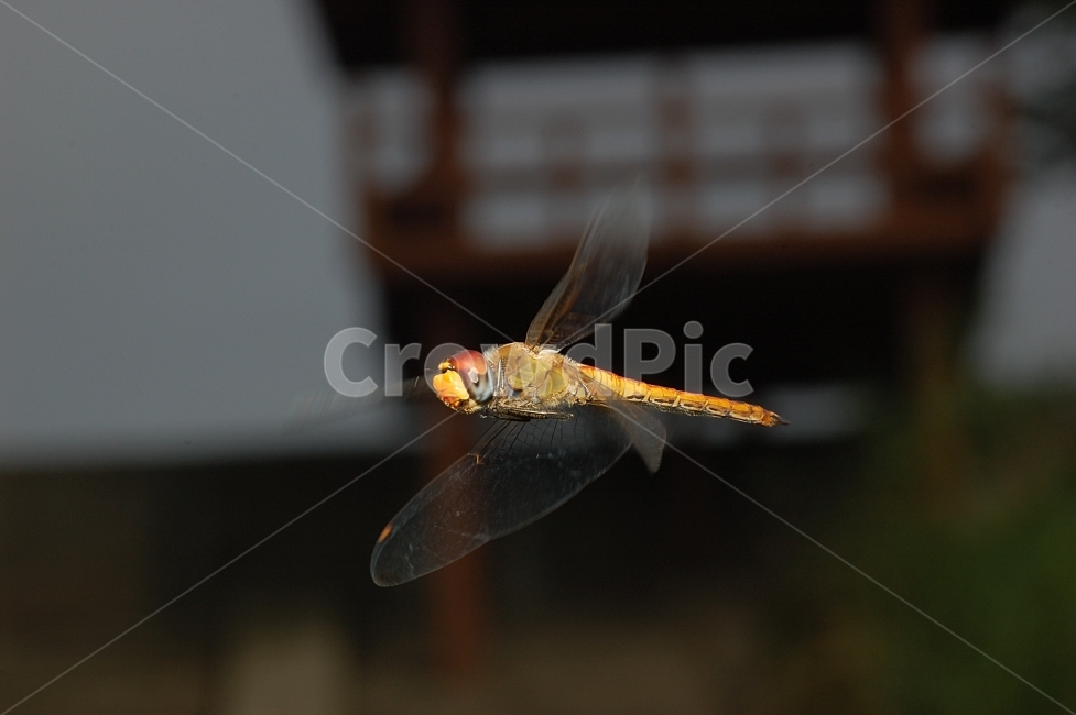 자연,곤충,잠자리,비행,호버링,근접촬영,접사,nature,flying,동물,animal,곤충,벌레,insect,bug