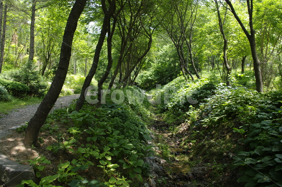 초록,나무,잎,식물,plant,계절,봄,spring,자연,풍경,nature,landscape,vegetation,초목,forest,숲,outdoors,옥외,tree,woodland,삼림지,land,땅,grove,작은 숲
