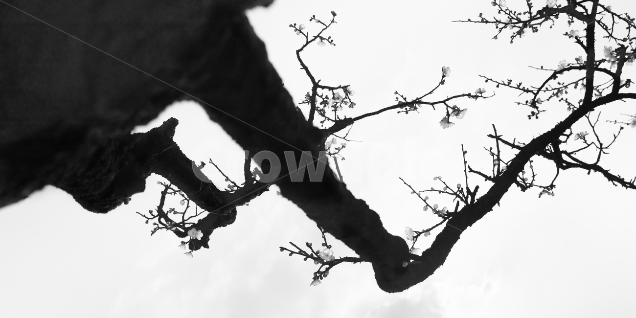 매화,고매화,선,매화꽃,꽃,식물,자연,plants,nature,꽃,flower,나무,trees,wood,실루엣,그림자,silhouette,shadow,흑백,모노톤,monochrome,black and white,누끼,remove background